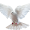 whitedoveflying2