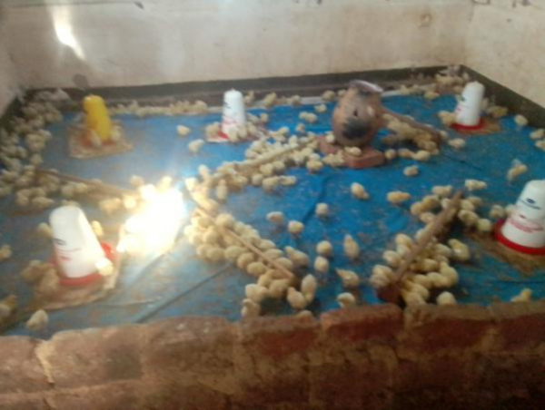 Poultry Farming