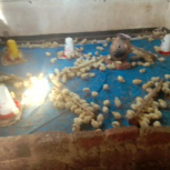 Poultry Farming