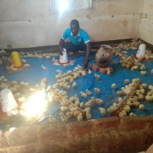 Poultry Farming