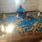 Poultry Farming