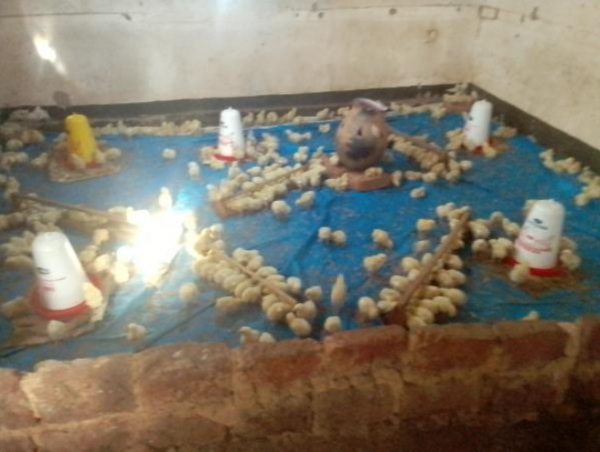 Poultry Farming
