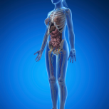 Female Body