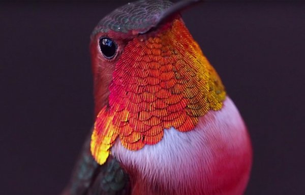Hummingbirds
