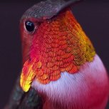 Hummingbirds