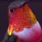 Hummingbirds