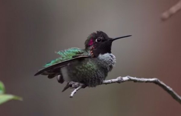 Hummingbirds