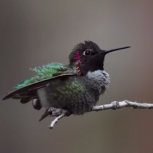 Hummingbirds