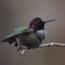 Hummingbirds