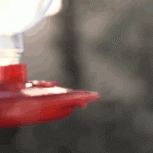 Hummingbird 