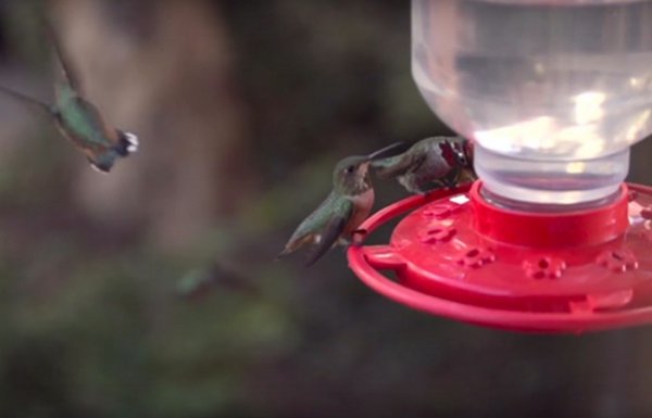 Hummingbirds 