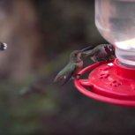 Hummingbirds 