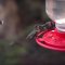 Hummingbirds 