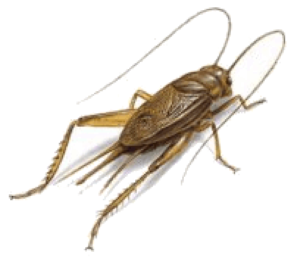 Cricket