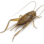 Cricket