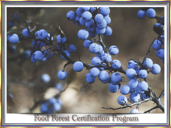 FoodForestSlides02