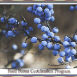 FoodForestSlides02