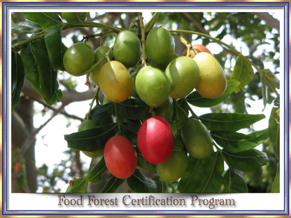 FoodForestSlides04