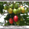 FoodForestSlides04