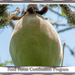 FoodForestSlides05