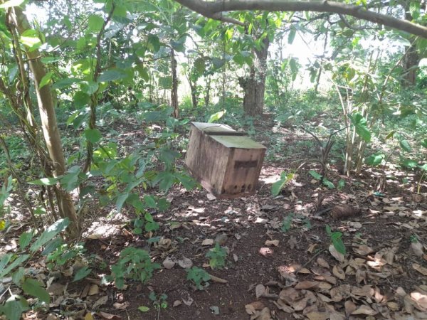 Food Forest,Bee Keeping Apiary,