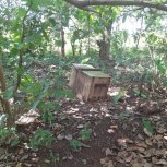 Food Forest,Bee Keeping Apiary,