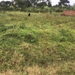 740C22BDD4974C37B7F6DEEEB4AAADBF