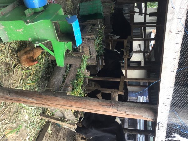 Preparing Hay for the Animals 