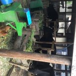 Preparing Hay for the Animals 