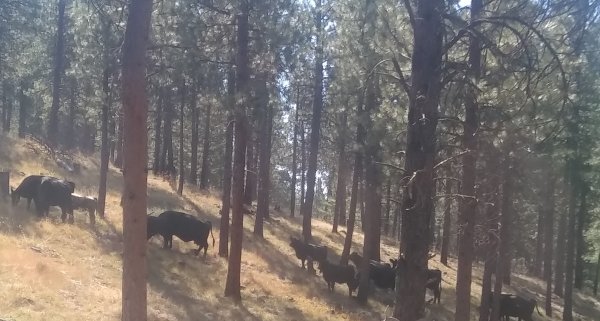 Cattle grazing in well-tended forest