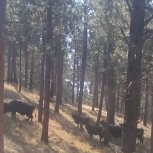 Cattle grazing in well-tended forest