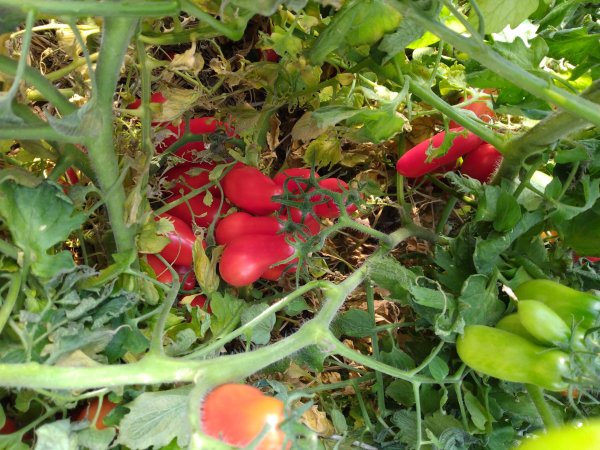 Red and Green Roma Tomatoes