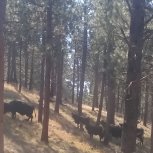 A prescribed burn went through this forest about 25 years ago