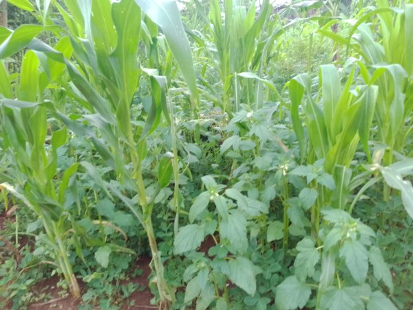 This garden was planted by Mugweri Philly