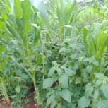 This garden was planted by Mugweri Philly