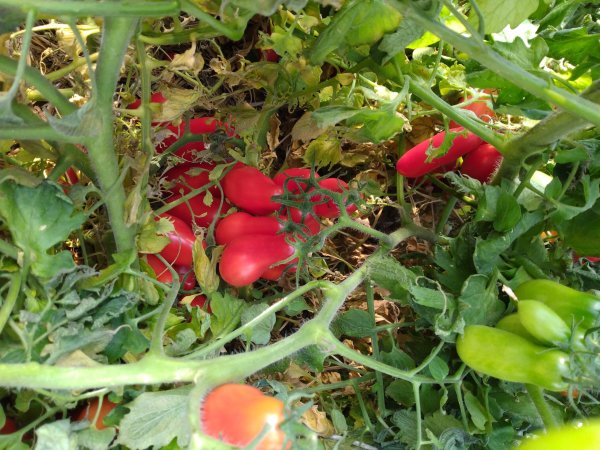 Tomatoes in Teaching Garden