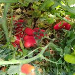 Tomatoes in Teaching Garden