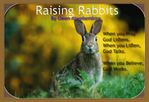 Raising Rabbits by Owen Atwebembire 