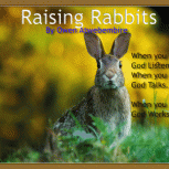 Raising Rabbits by Owen Atwebembire 