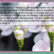 FollowHim01x3Fowers