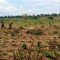 SARMI Famine Relief Project Lake Nakuwa in Kaliro district, Buyuge and Buwumba Village