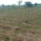 SARMI Famine Relief Project Lake Nakuwa in Kaliro district, Buyuge and Buwumba Village