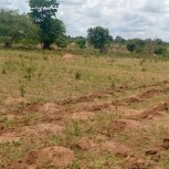 SARMI Famine Relief Project Lake Nakuwa in Kaliro district, Buyuge and Buwumba Village