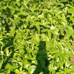 Food Forest Certification Program,Profiles in Self-reliance,Nuwaha Edson (Patrick)