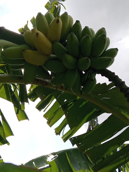 Edson Nuwaha,(Patrick) - Food Forest Certification Program - Growing Bananas,