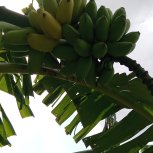 Edson Nuwaha,(Patrick) - Food Forest Certification Program - Growing Bananas,