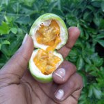 Nuwaha Edson (Patrick) My project of passion fruits
