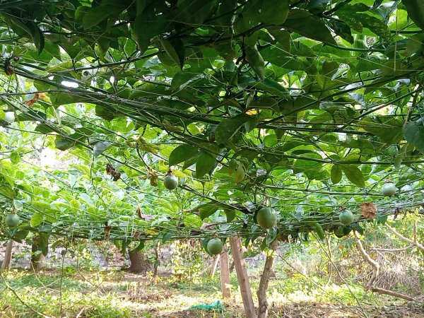 Nuwaha Edson (Patrick) My project of passion fruits