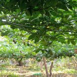 Nuwaha Edson (Patrick) My project of passion fruits
