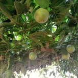 Nuwaha Edson (Patrick) My project of passion fruits